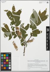 Foto von Salix appendiculata Vill.